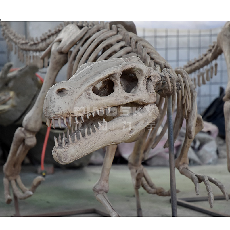 Science Exhibition Models - ATV&UTVReçine Raptor İskeleti Fosilleri Dinozor Modeli